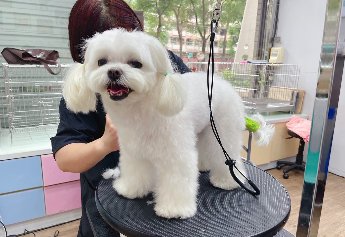 茹啦啦寵物美容造型成果